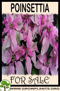 Poinsettia for sale