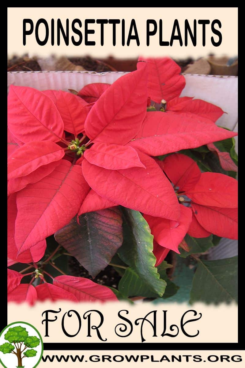 Poinsettia plants