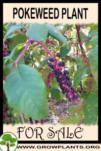 Pokeweed for sale