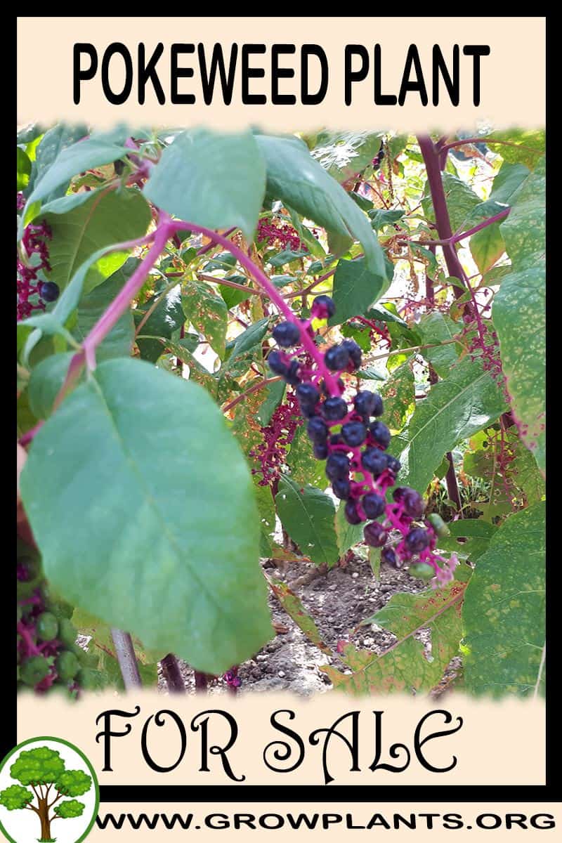 Pokeweed