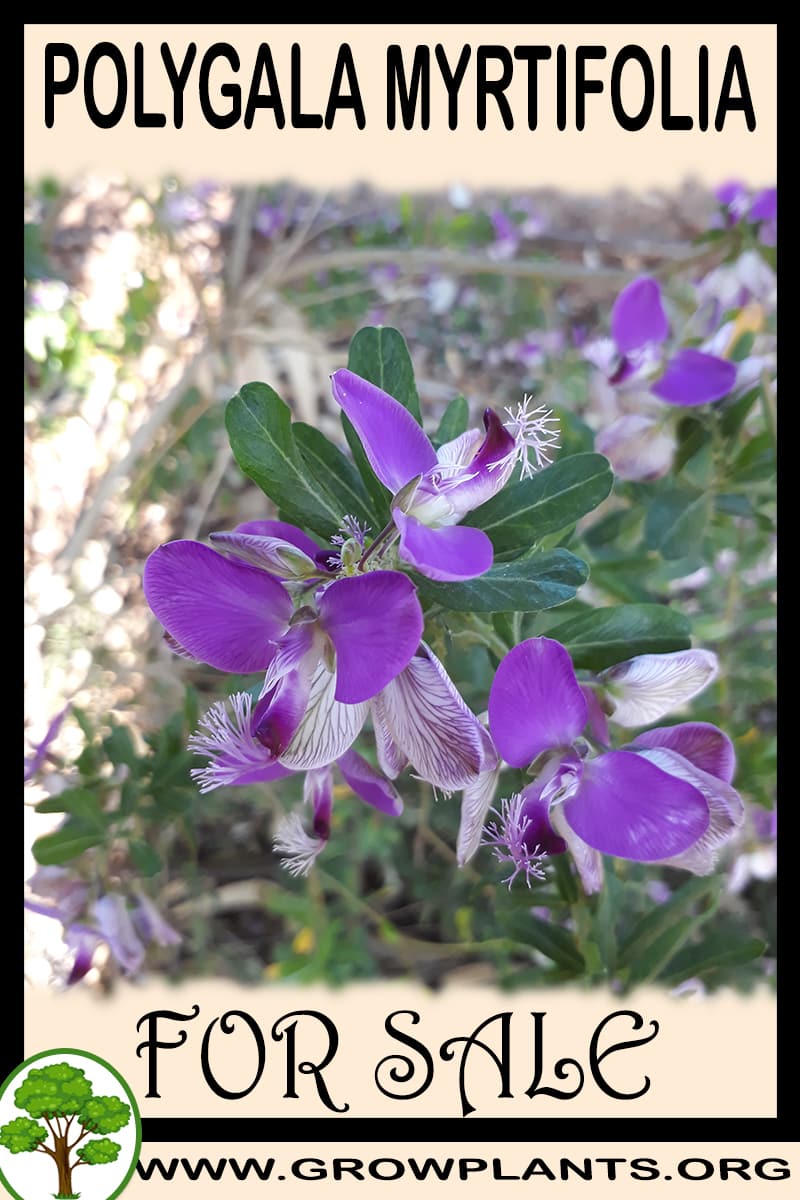 Polygala myrtifolia