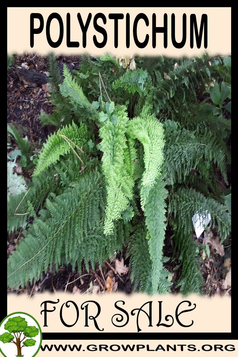 Polystichum