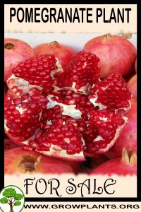 Pomegranate plant for sale