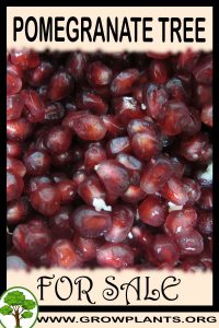 Pomegranate tree for sale