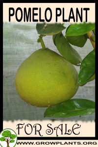 Pomelo plant for sale