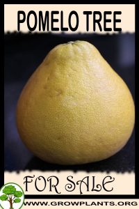 Pomelo tree for sale