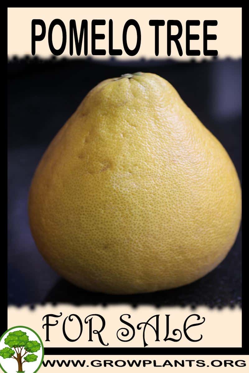 Pomelo tree