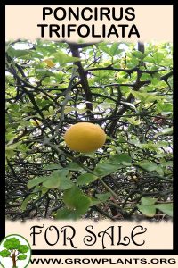 Poncirus trifoliata for sale