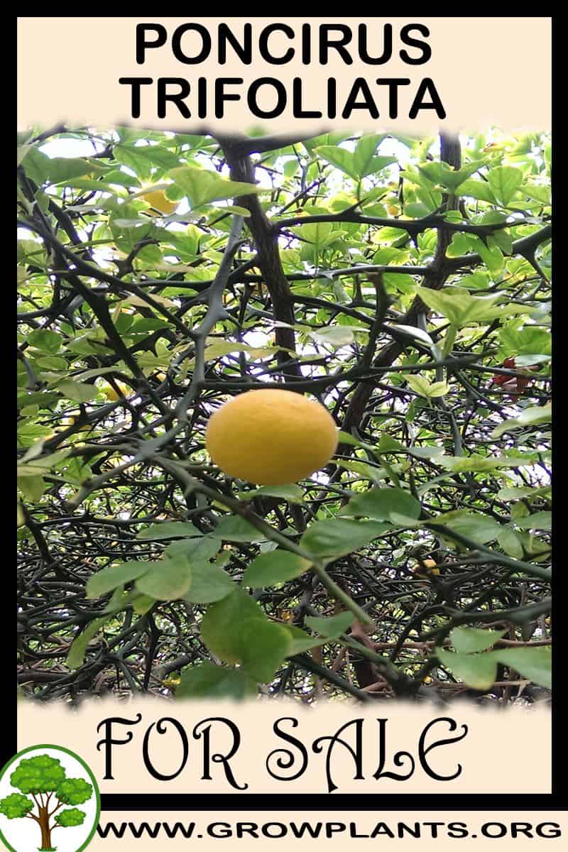 Poncirus trifoliata