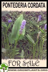 Pontederia cordata for sale