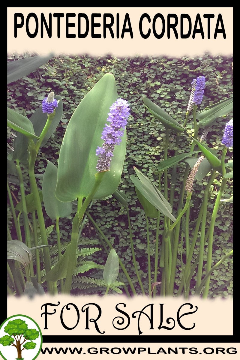 Pontederia cordata