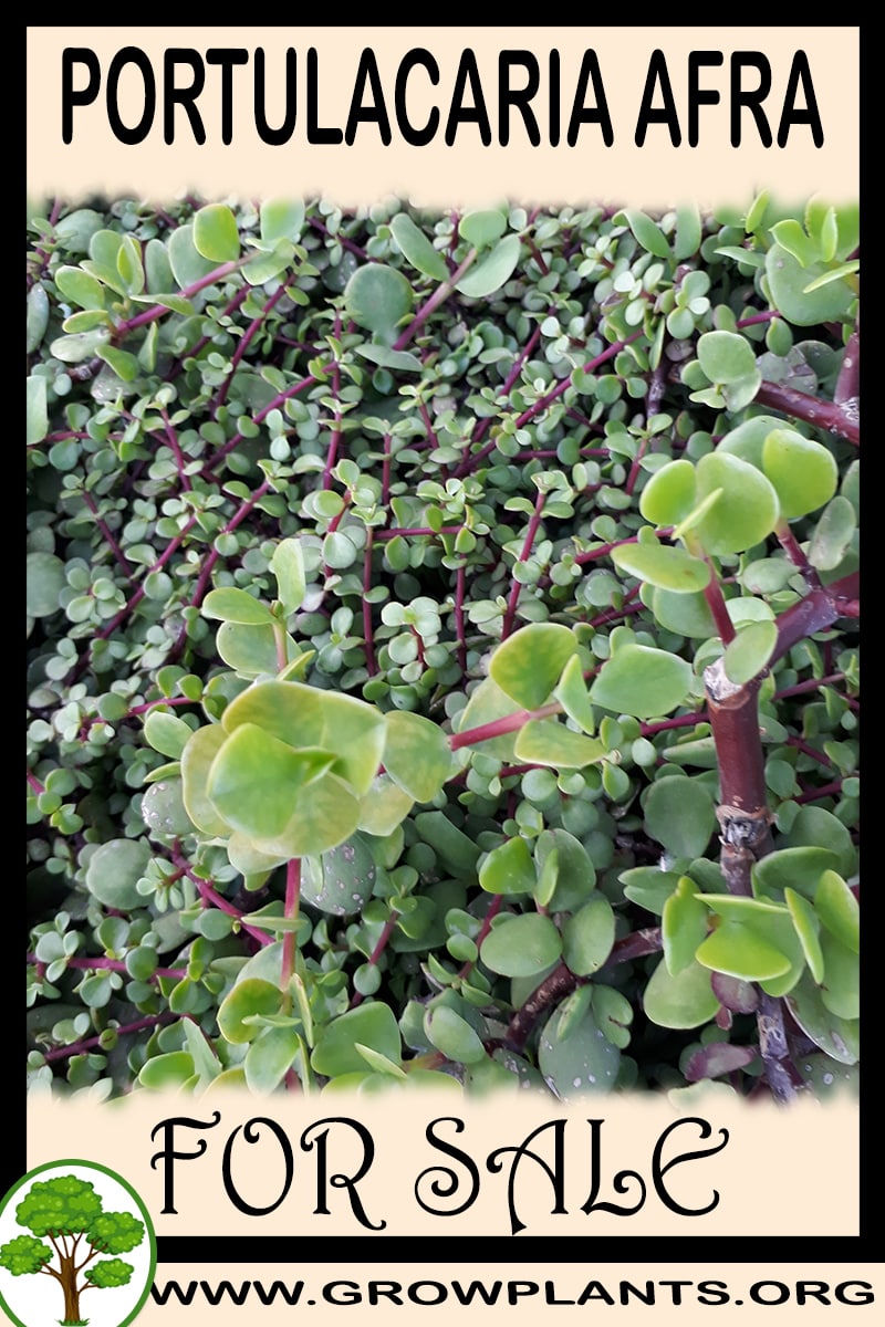 Portulacaria afra