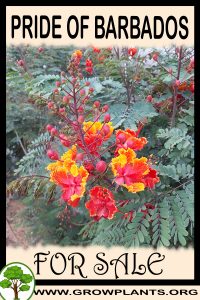 Pride of barbados for sale