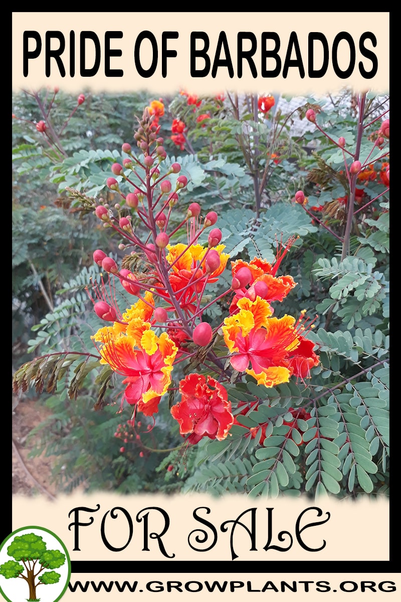 Pride of barbados