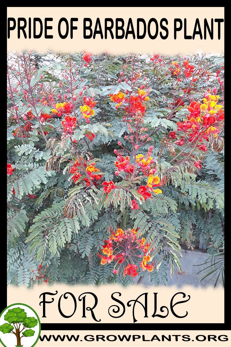 Pride of barbados