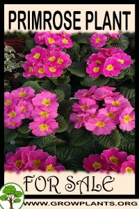 Primrose for sale