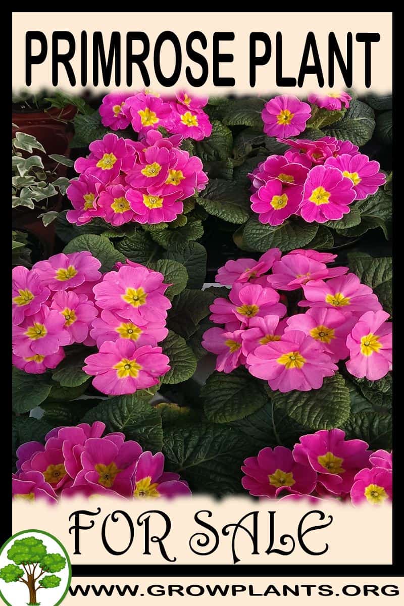 Primrose
