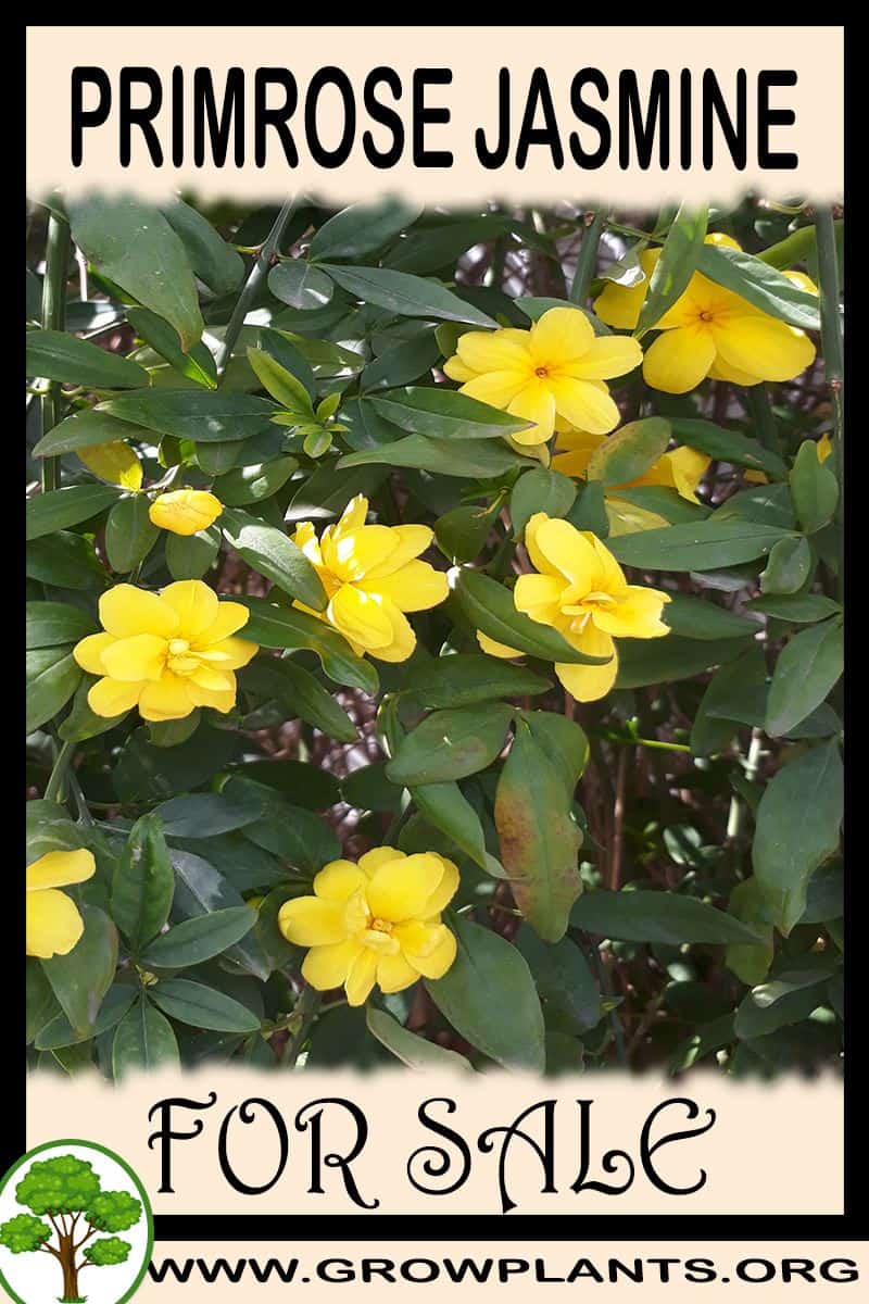 Primrose jasmine