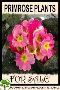 Primrose plants for sale