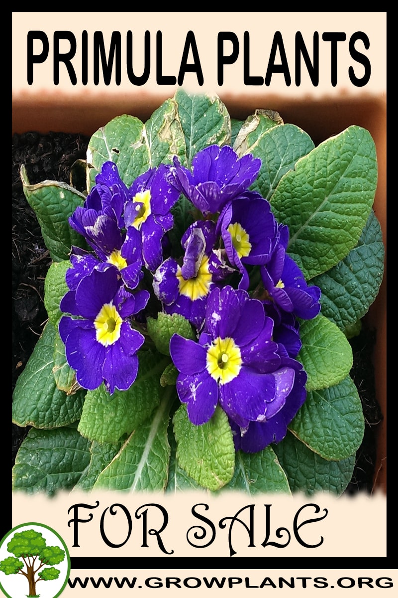 Primula plants