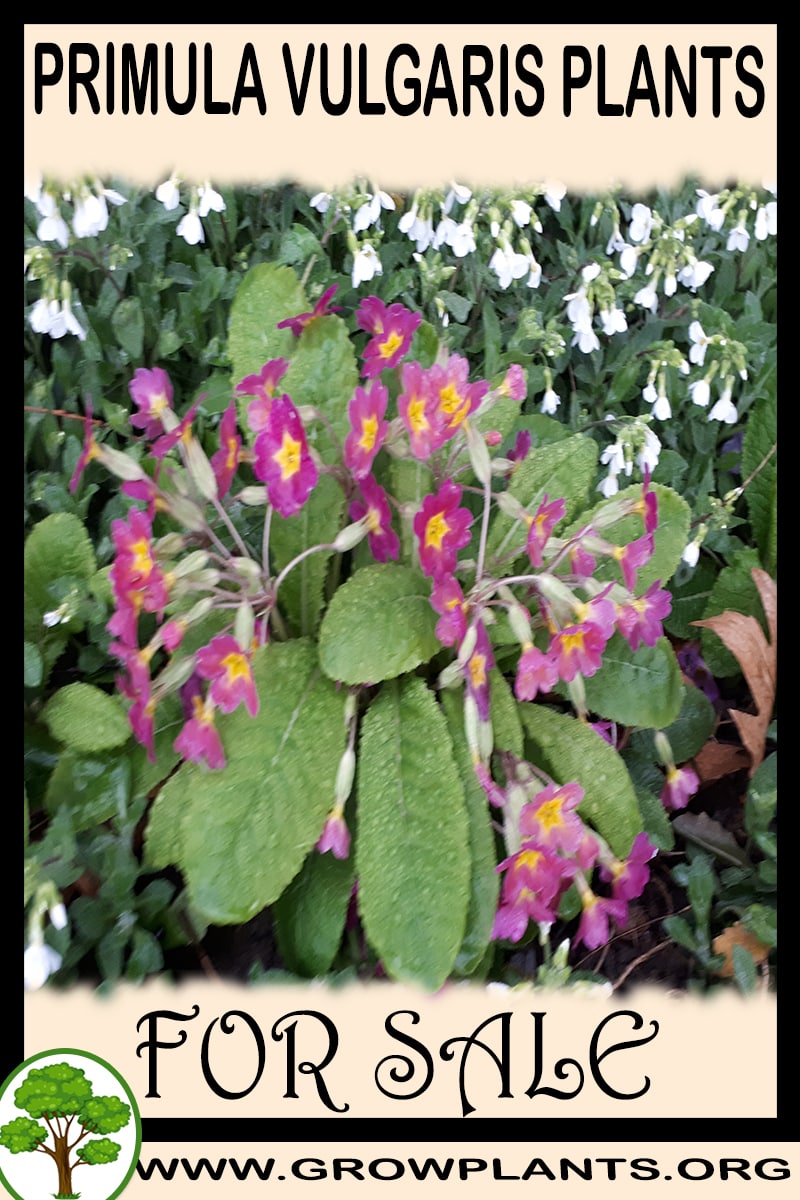 Primula vulgaris plants