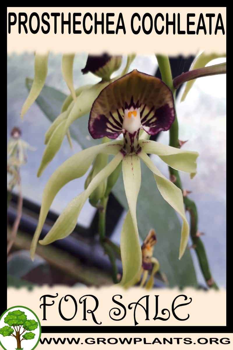 Prosthechea cochleata