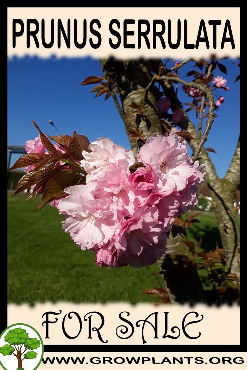 Prunus serrulata