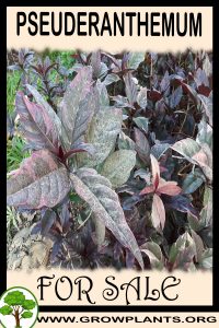 Pseuderanthemum for sale