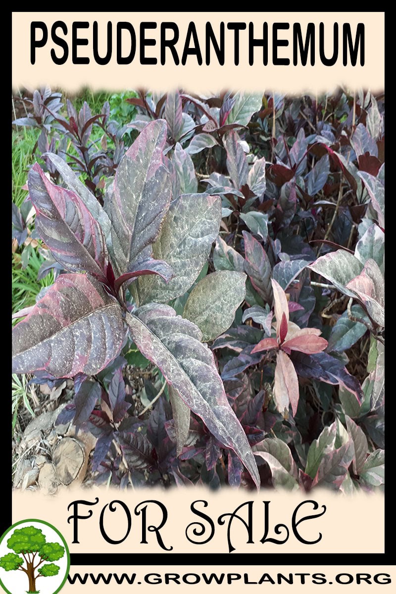 Pseuderanthemum