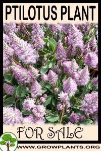 Ptilotus for sale