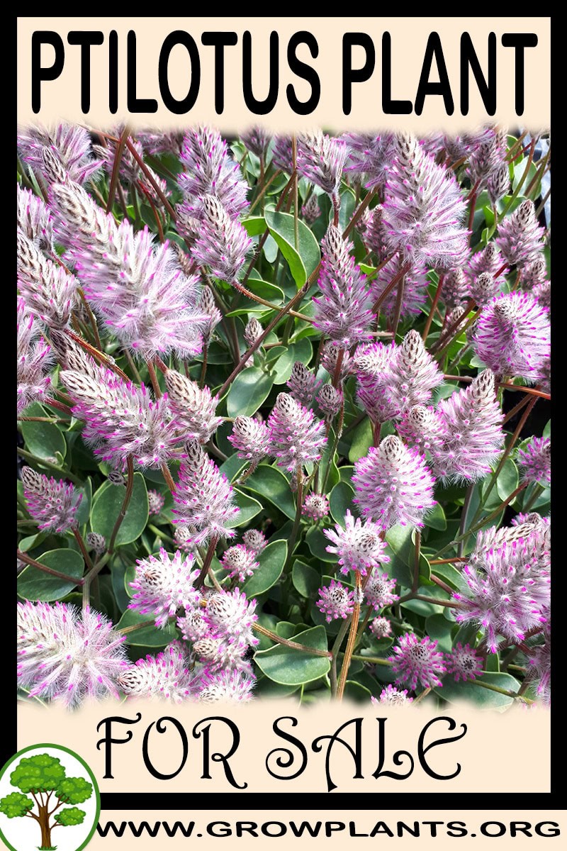 Ptilotus
