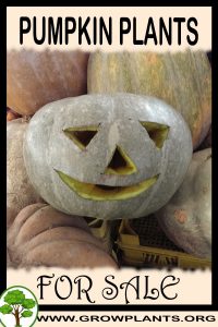 Pumpkin plants for sale
