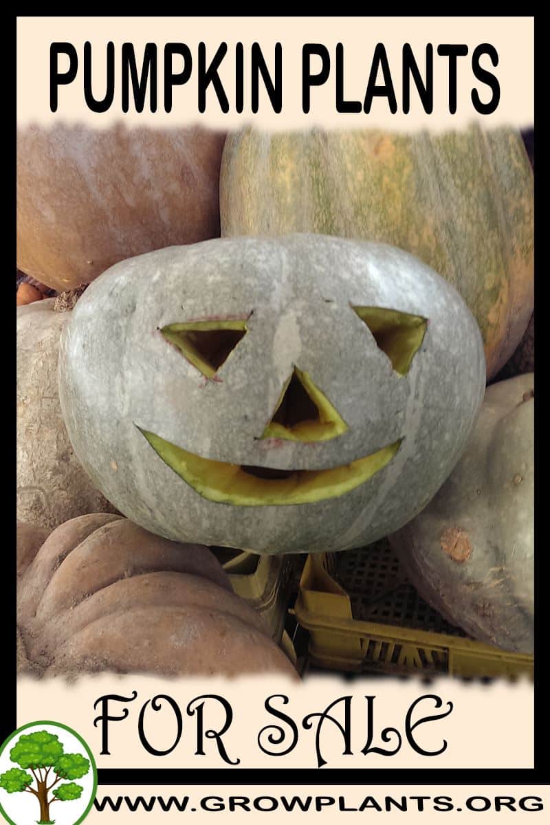 Pumpkin plants