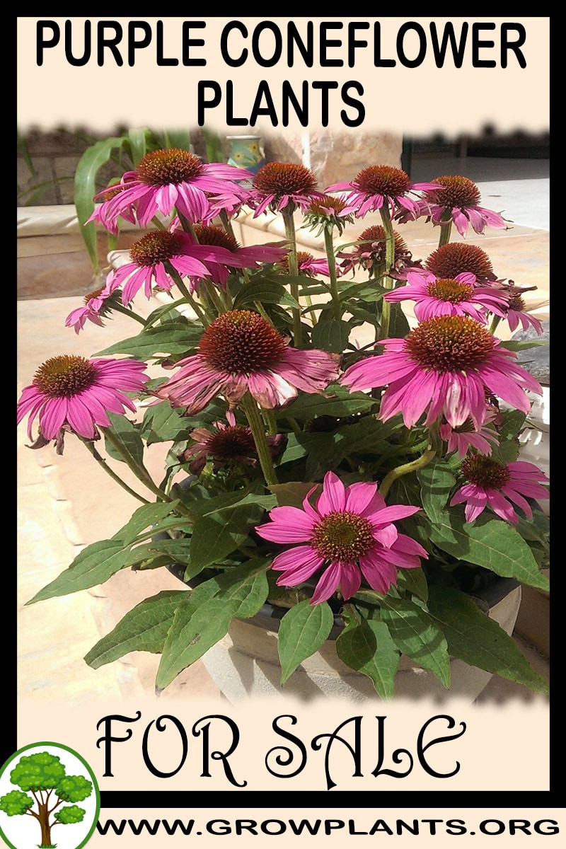Purple Coneflower plants
