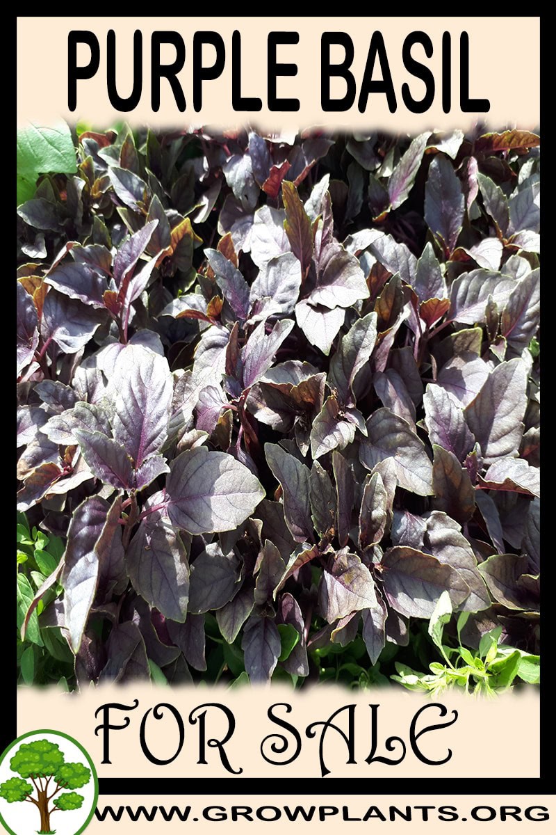Purple basil