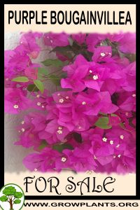 Purple bougainvillea for sale