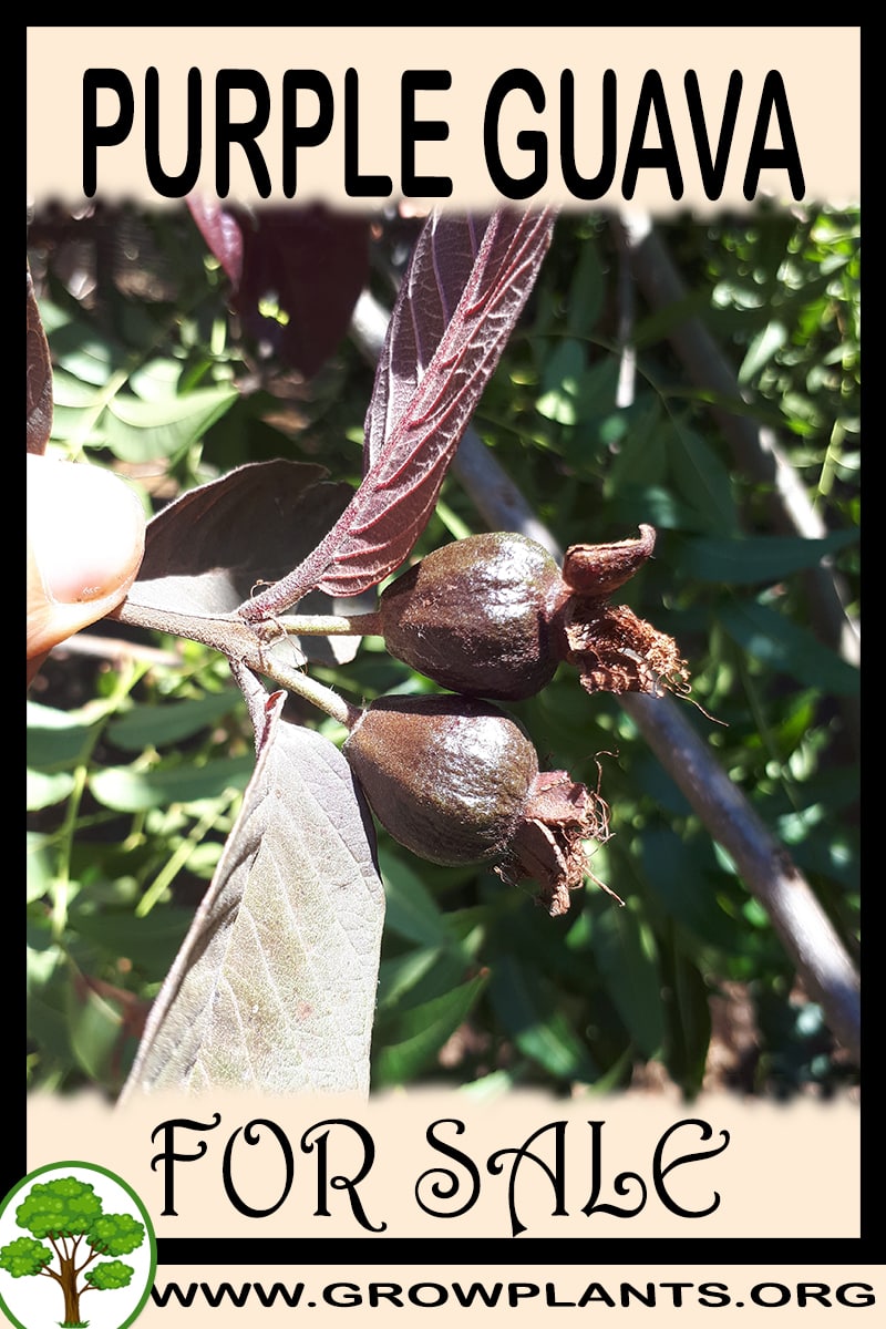 Purple guava