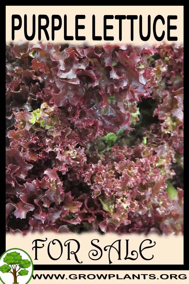 Purple lettuce