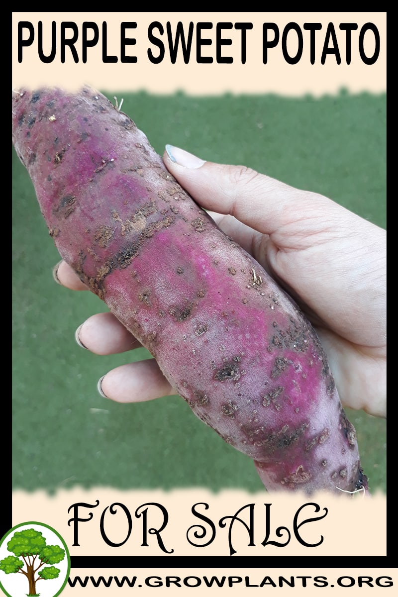 Purple sweet potato