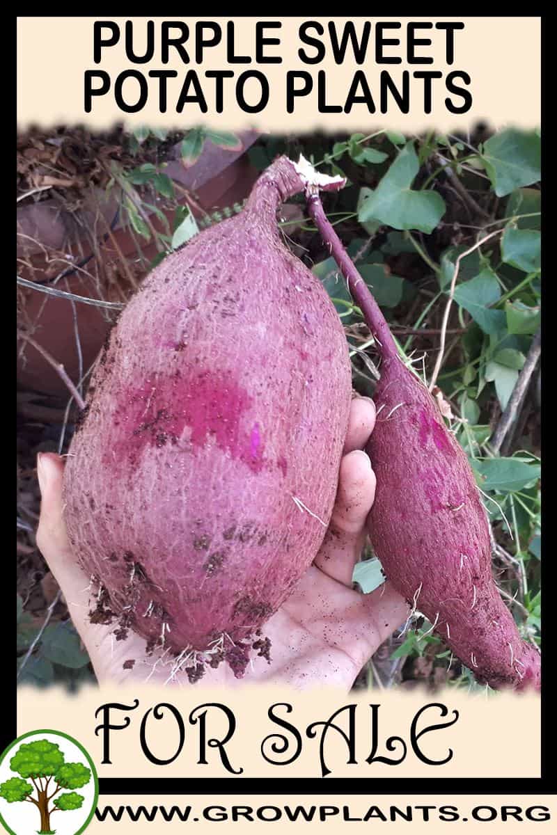 Purple sweet potato plants