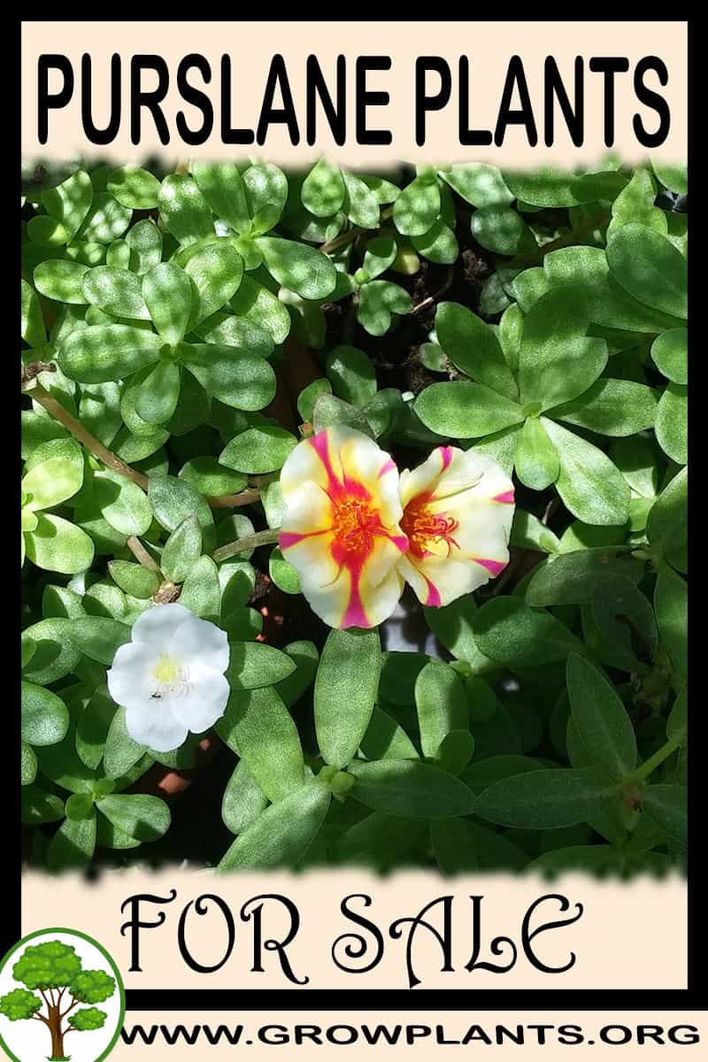 Purslane plants