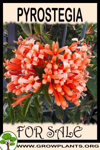 Pyrostegia for sale