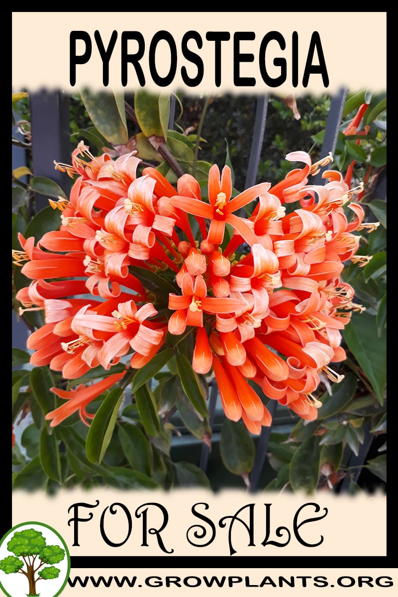 Pyrostegia