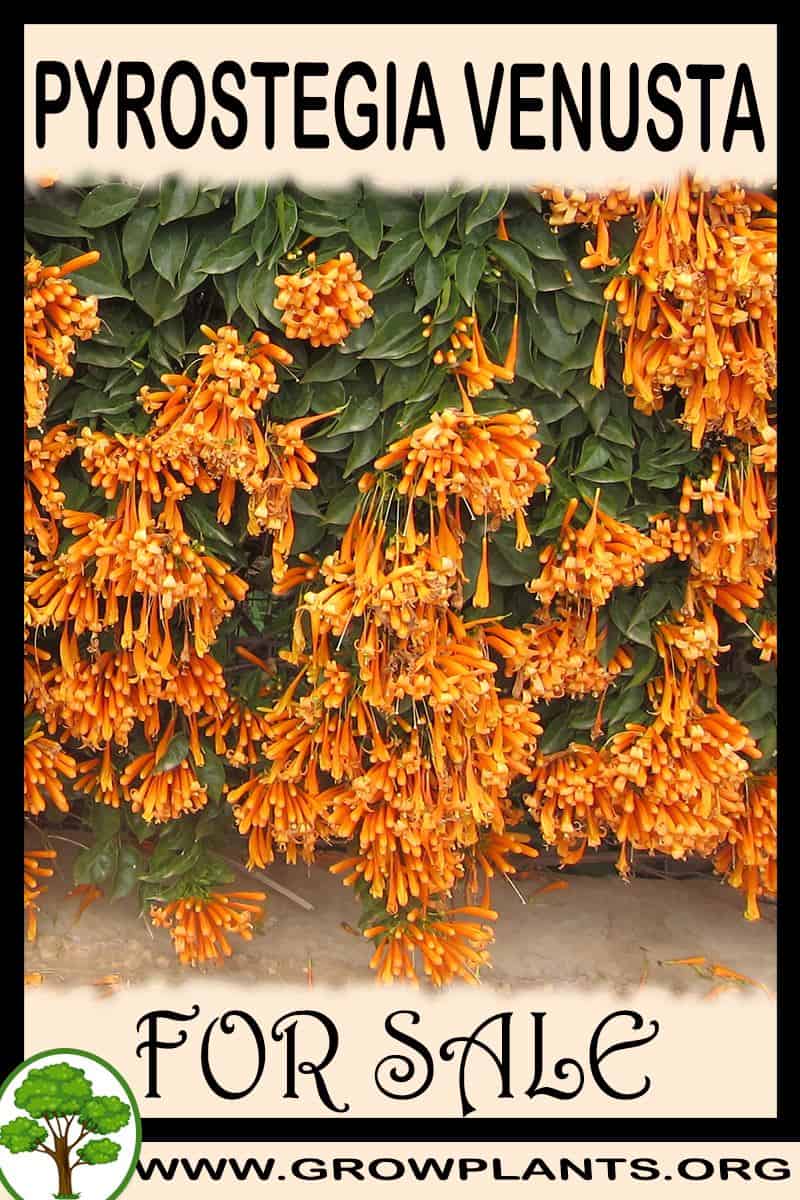 Pyrostegia venusta