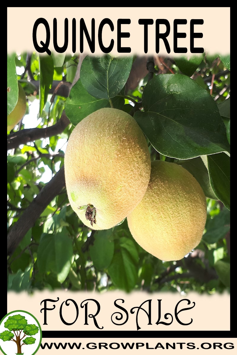 Quince tree
