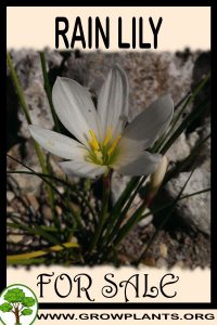 Rain lily for sale