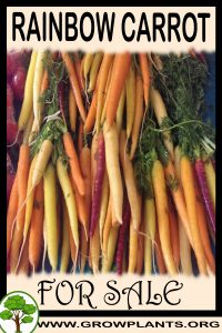 Rainbow carrot for sale