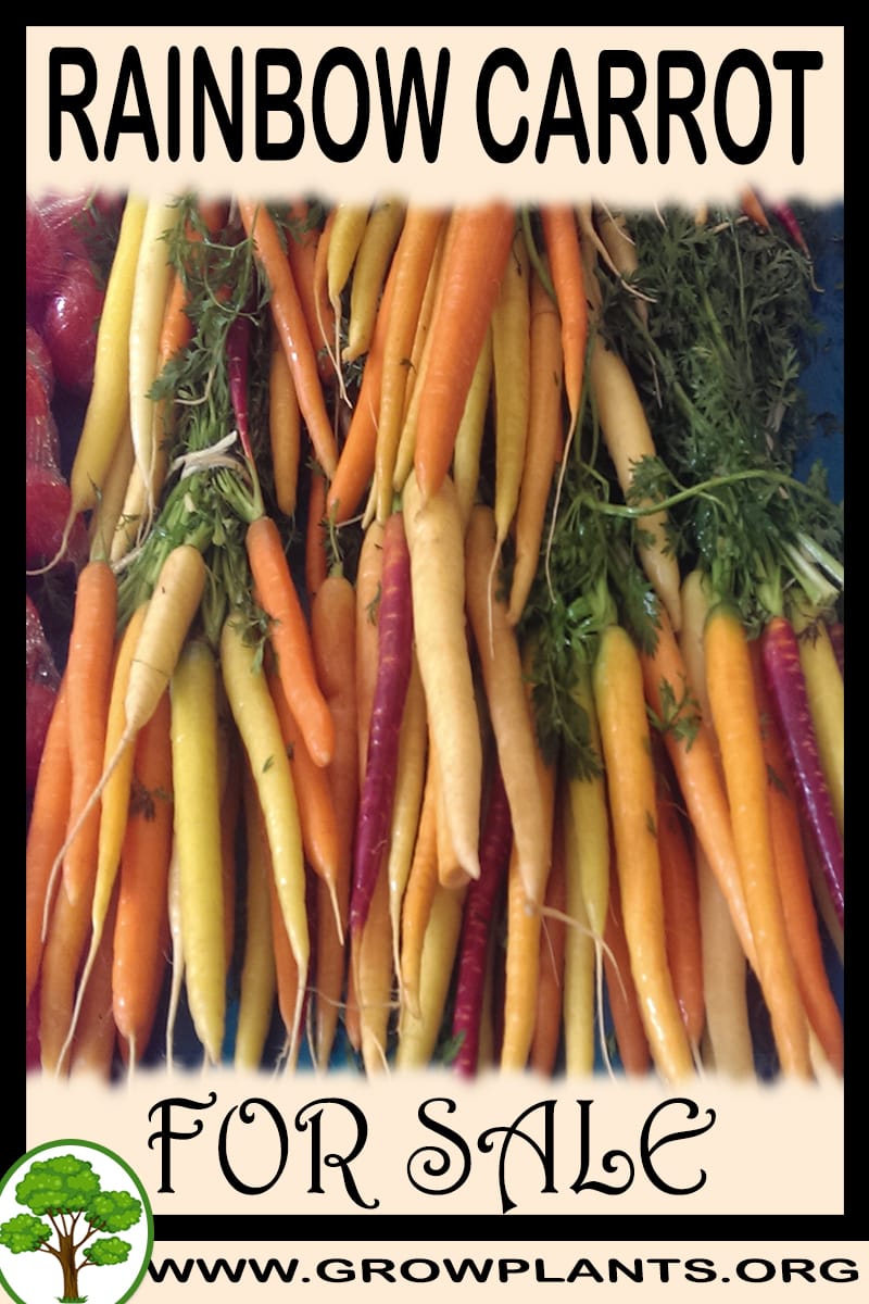 Rainbow carrot