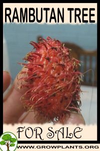 Rambutan tree for sale