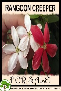 Rangoon creeper for sale